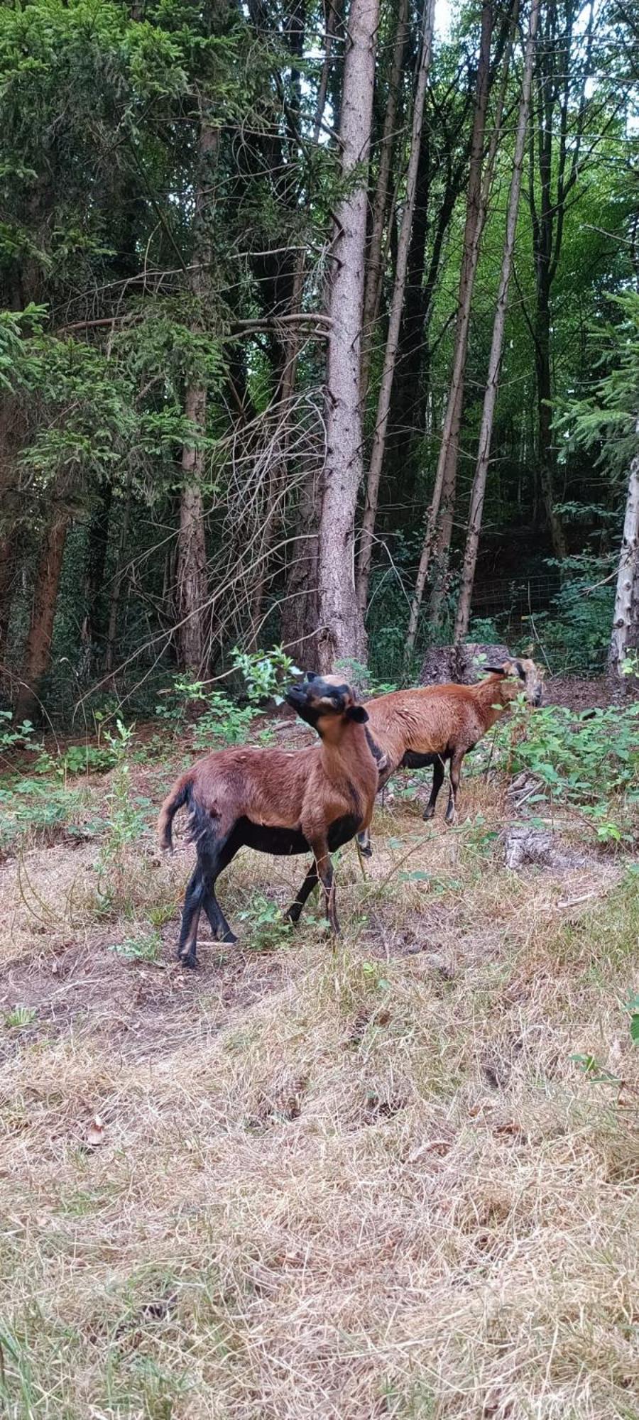 La Fontaine Aux Enfants - Gr5 - Chambre Avec Sdb Privee Abreschviller Buitenkant foto
